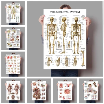 Emberi Anatómia Vászon Festmény Izom Rendszer, Poszter Nyomtatás Emberi Test Képet Orvosi Oktatás Wall Art Poszter Terem Dekoráció