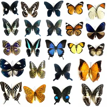 Igazi Pillangó Példányok Rovar Figurák Termelési Varázsa, lakberendezési Kiegészítők, Nappali Művészeti Gyűjtemény